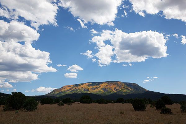 Aspen turning on Escudilla Mountain, Apache National Forest, Arizona