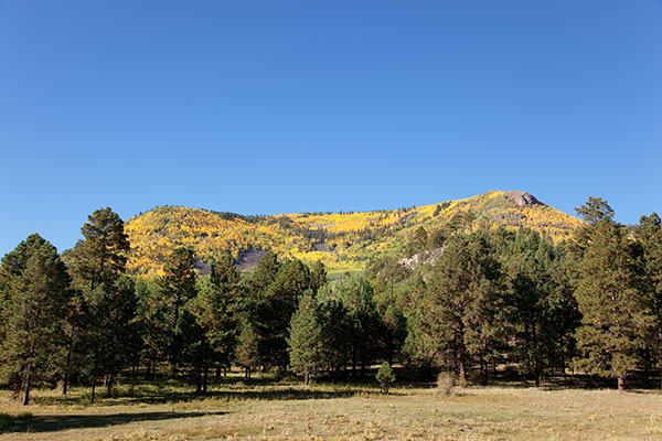 Aspen turning on Escudilla Mountain, Apache National Forest, Arizona