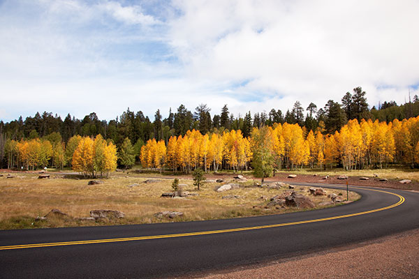Aspen turning near Big Lake, Apache National Forest, Arizona