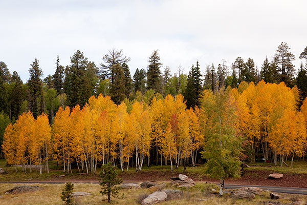 Aspen turning near Big Lake, Apache National Forest, Arizona