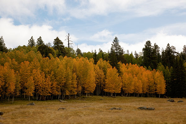 Aspen turning near Big Lake, Apache National Forest, Arizona