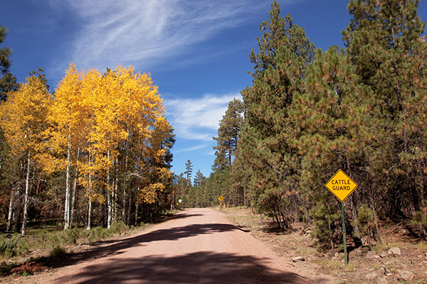 Fall Colors, Aspen turning, Apache National Forest, Arizona
