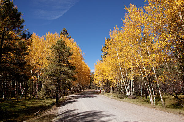 Fall Colors, Aspen turning, Apache National Forest, Arizona