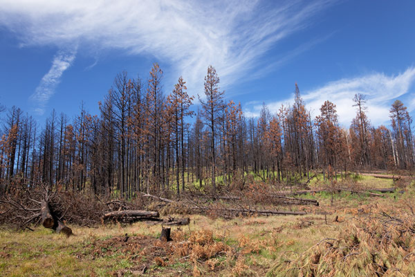 Burned Area, Apache National Forest, Arizona