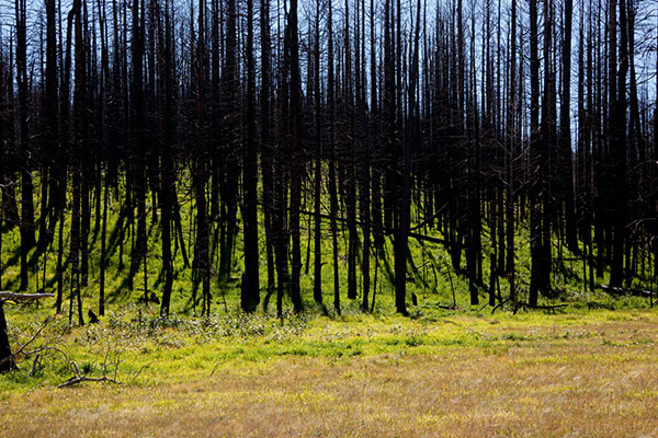 Burned Area, Apache National Forest, Arizona