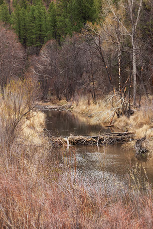 Beaver Dam on Blue River, Apache National Forest, Arizona
