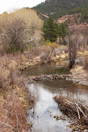 Beaver Dam on Blue River, Apache National Forest, Arizona