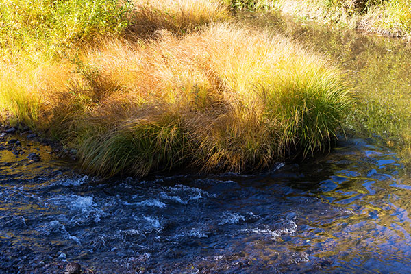 Fall Colors on Black River, Apache National Forest, Arizona