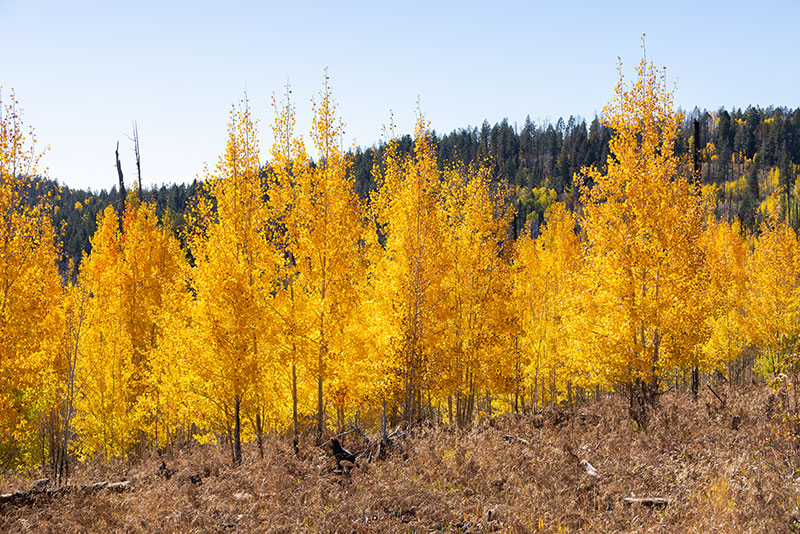 Fall Colors in Apache National Forest, Arizona