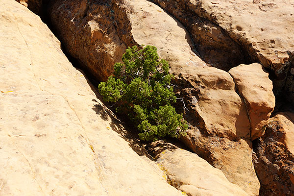 Juniper in Sandstone, El Malpais National Monument