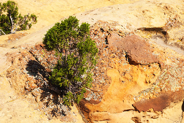 Juniper in Sandstone, El Malpais National Monument