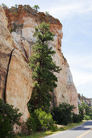 Ponderosa Pine by Sandstone Bluffs, El Malpais National Monument