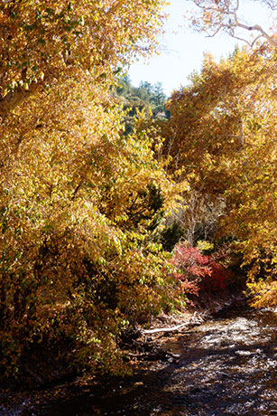 Fall Colors Whitewater Creek near Catwalk, near Glenwood, New Mexico