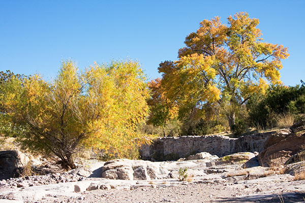 Fall Colors in Steeple Rock Canyon, Grant County, New Mexico