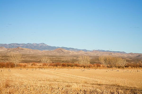 Bosque del Apache National Wildlife Refuge