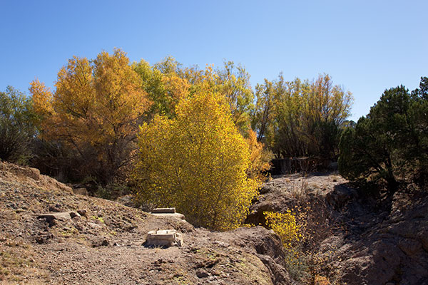 Fall Colors in Gold Gulch, Burro Mountains Gila National Forest