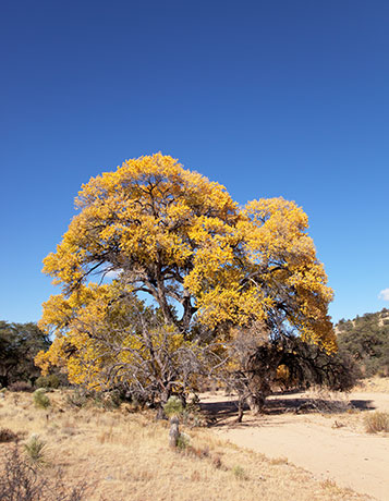 Fall Colors in Knight Canyon, Burro Mountains Gila National Forest