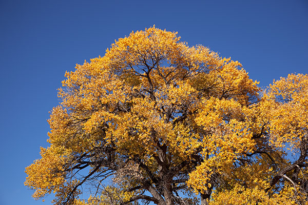 Fall Colors in Knight Canyon, Burro Mountains Gila National Forest