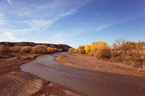 Fall Colors Gila River Hidalgo County New Mexico 