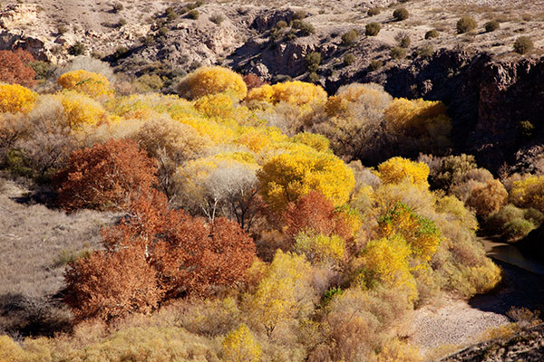 Fall Colors Gila Lower Box Hidalgo County New Mexico 
