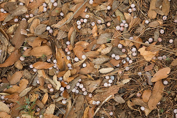 Natural Textures Juniper Berries in Leaves