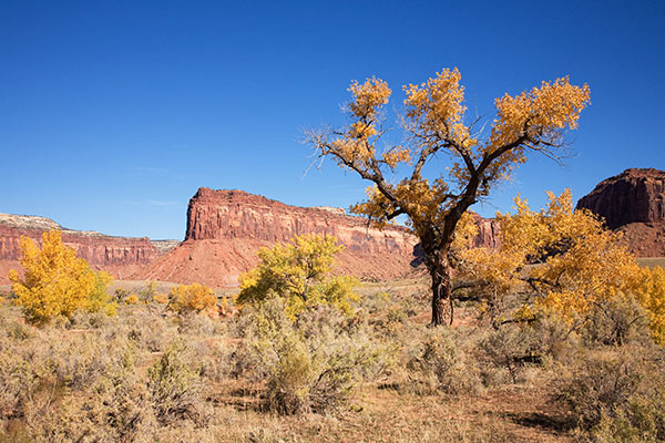 Fall Colors in Indian Creek along Utah SR 211 the access to the Needles District, Canyonlands National Park, Utah
