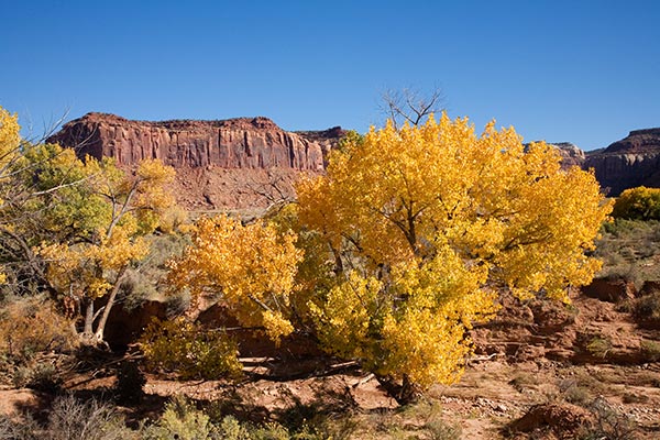 Fall Colors in Indian Creek along Utah SR 211 the access to the Needles District, Canyonlands National Park, Utah