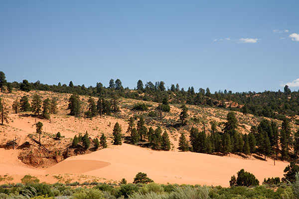 Sand Dunes at Coral Pink Sand Dunes State Park, Utah