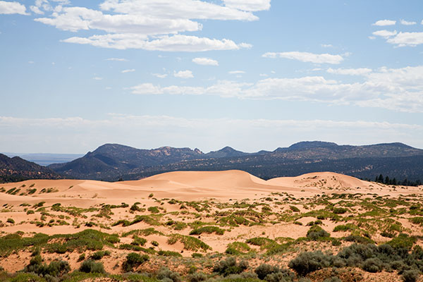 Sand Dunes at Coral Pink Sand Dunes State Park, Utah