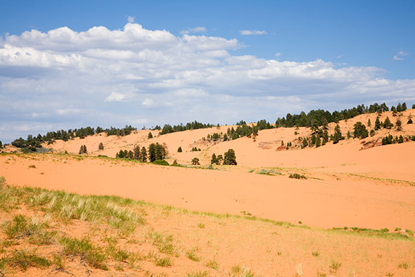 Sand Dunes at Coral Pink Sand Dunes State Park, Utah