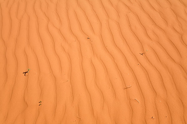 Natural Texture on Sand at Coral Pink Sand Dunes State Park, Utah