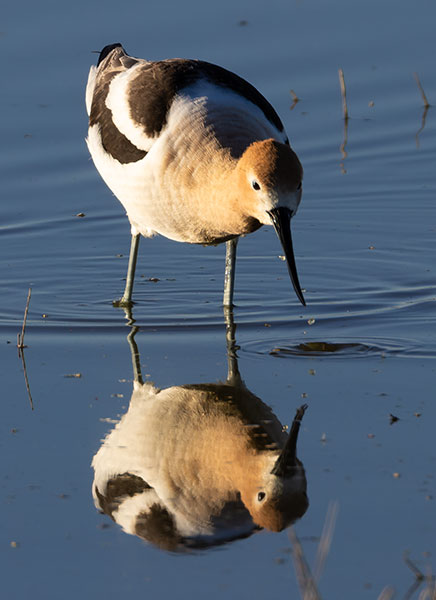 American Avocet Recurvirostra americana
