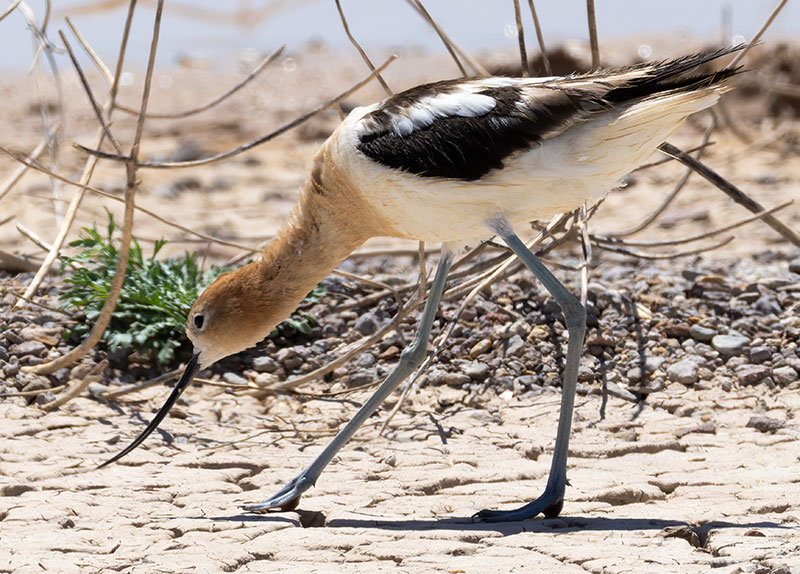 American Avocet Recurvirostra americana