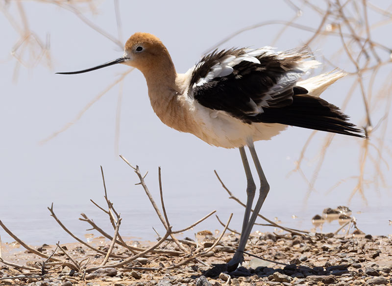 American Avocet Recurvirostra americana