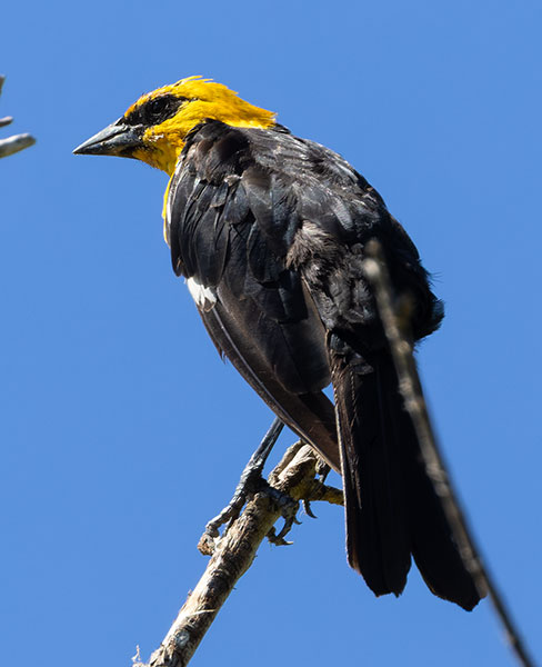 Yellow-headed Blackbird Xanthocephalus xanthocephalus 