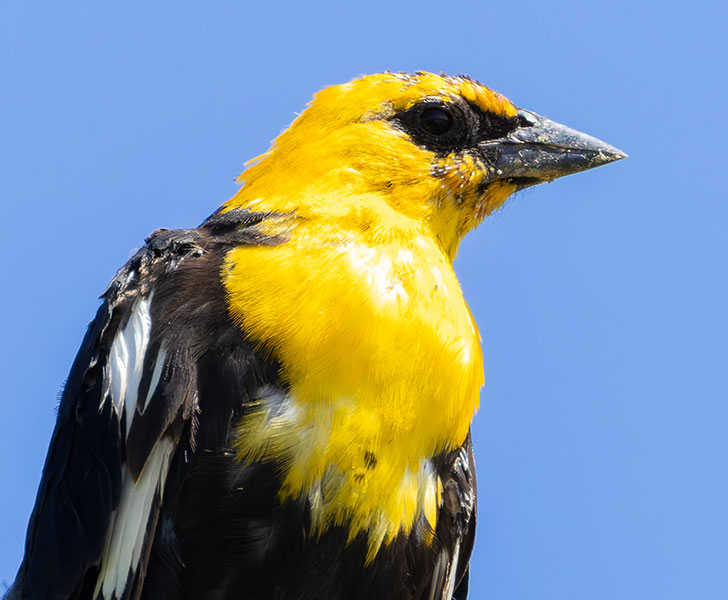Yellow-headed Blackbird Xanthocephalus xanthocephalus 