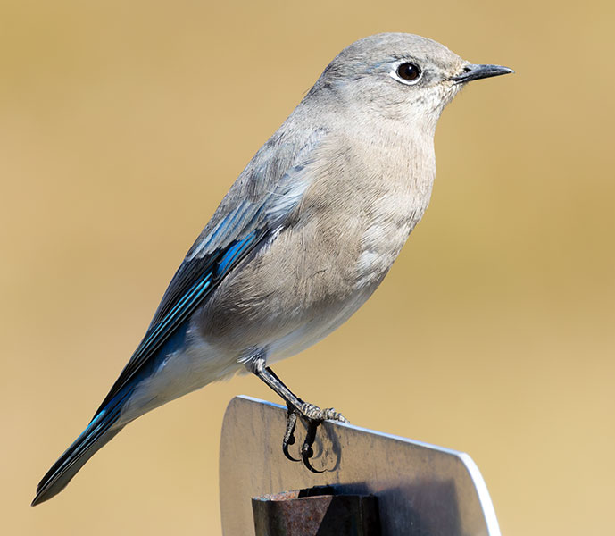 Mountain Bluebird Sialia currucoides 