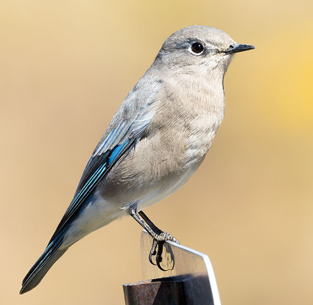 Mountain Bluebird Sialia currucoides 