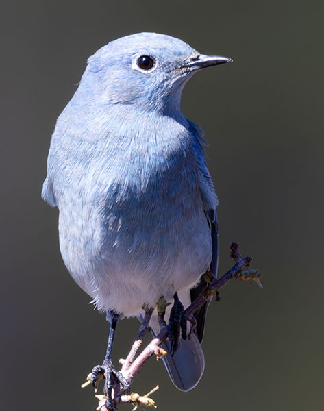 Mountain Bluebird Sialia currucoides 