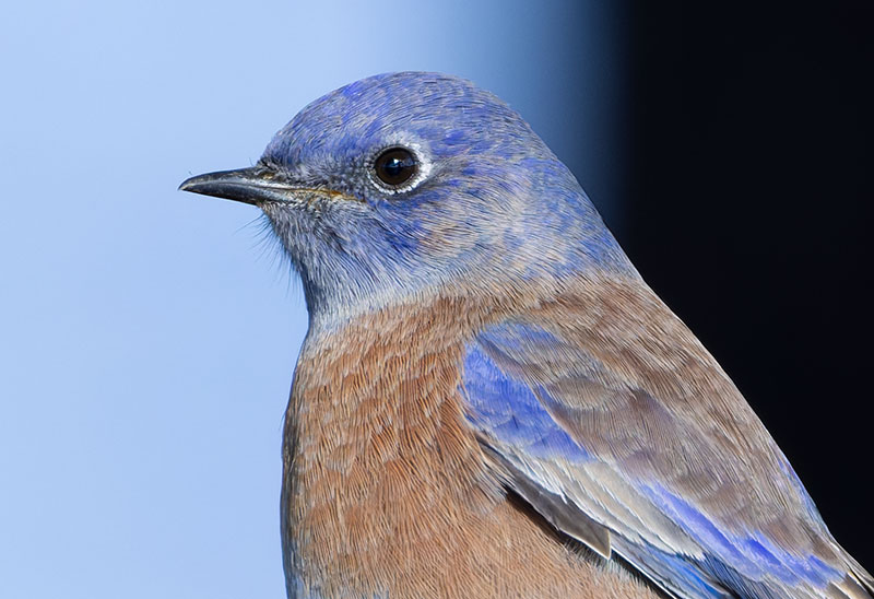 Western Bluebird Sialia mexicana 