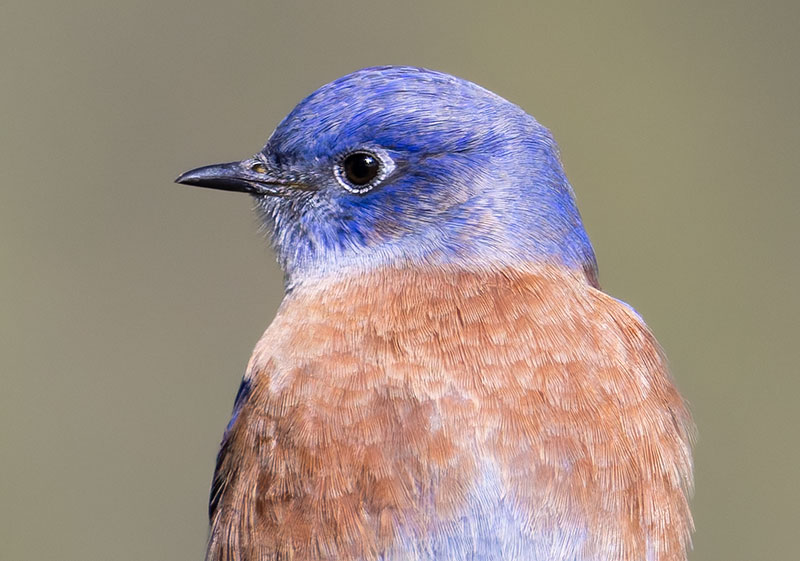 Western Bluebird Sialia mexicana 