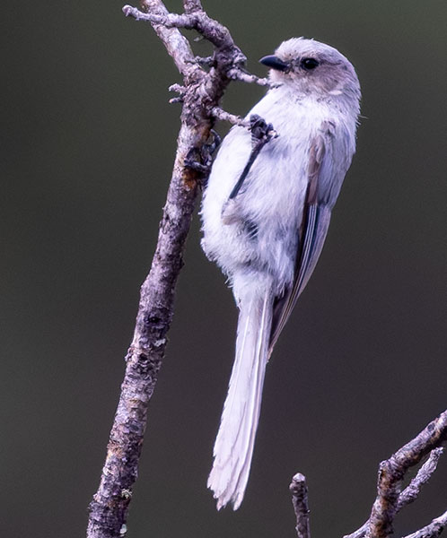 Bushtit Psaltriparus minimus 