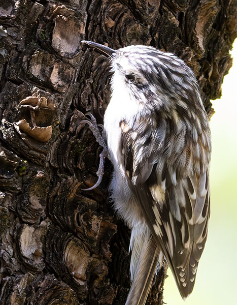 Brown Creeper Certhia americana