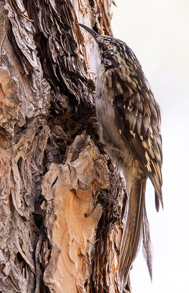 Brown Creeper Certhia americana
