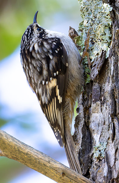 Brown Creeper Certhia americana