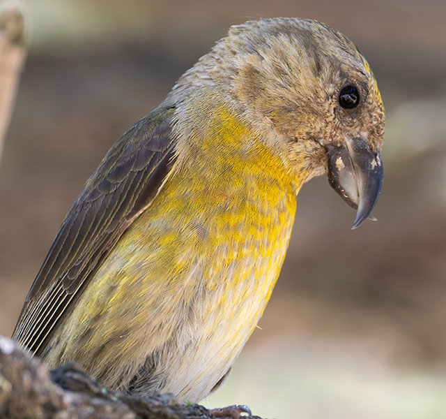 Red Crossbill Loxia curvirostra 
