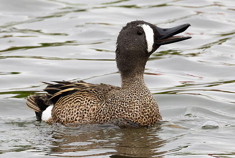 Blue-winged Teal Anas discors 