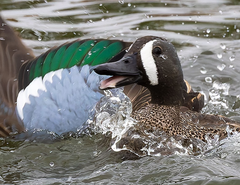 Blue-winged Teal Anas discors 
