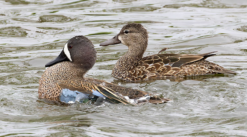 Blue-winged Teal Anas discors 