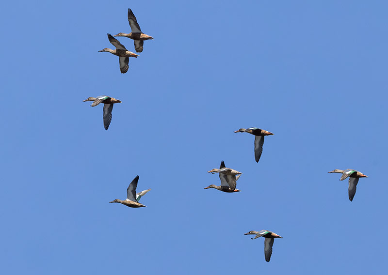 Northern Shoveler Anas clypeata